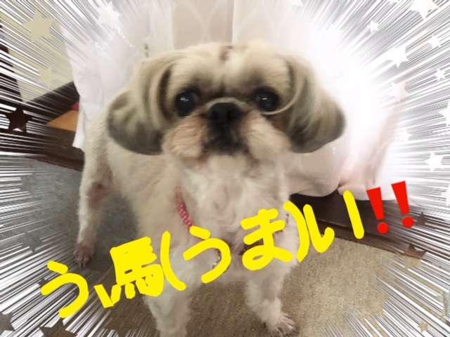 愛犬体験記 岩国で犬のケーキが買えるお店 ドックサロンコマチ